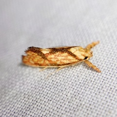 Crepidosceles chryserythra