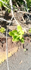 Pachysedum