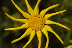 Senecio vernalis