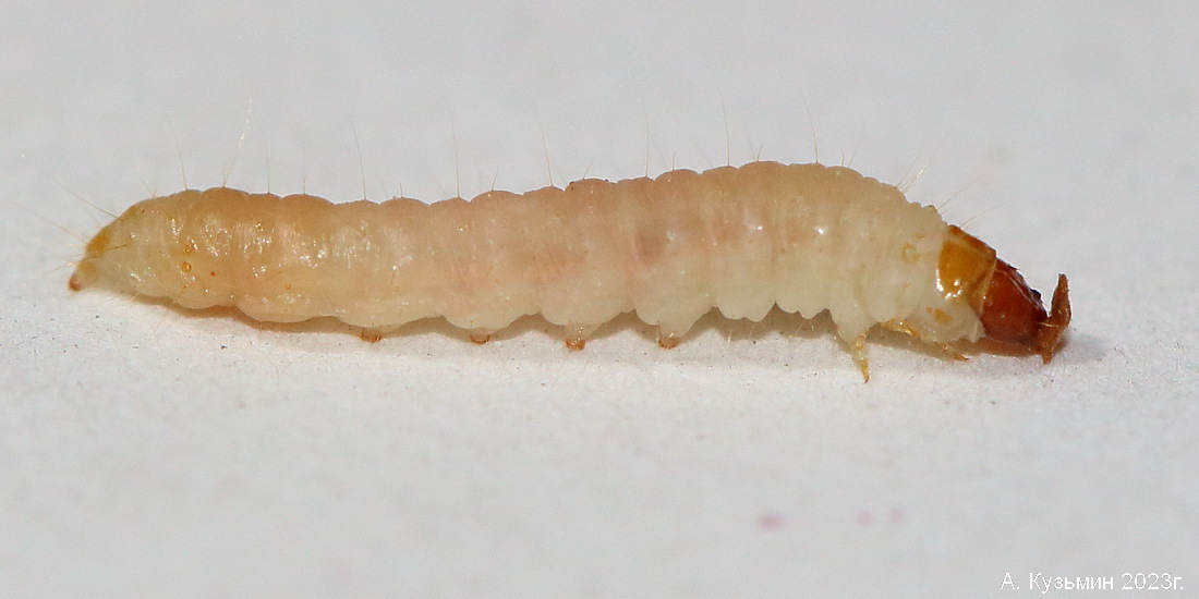 Огнёвка Мельничная (Ephestia kuehniella)