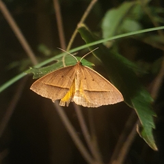 Epidesmia chilonaria