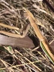 Tenodera australasiae