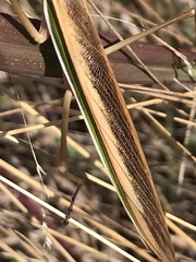 Tenodera australasiae