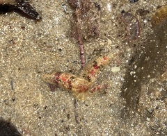 Allostichaster polyplax