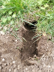 Rodentia