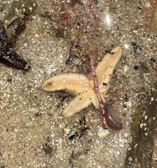 Allostichaster polyplax