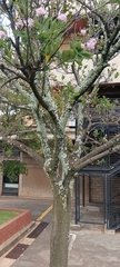 Dais cotinifolia