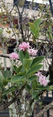 Dais cotinifolia