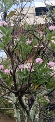 Dais cotinifolia