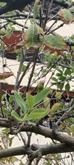 Dais cotinifolia