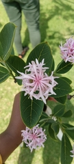 Dais cotinifolia