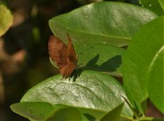 Abisara bifasciata