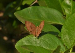 Abisara bifasciata