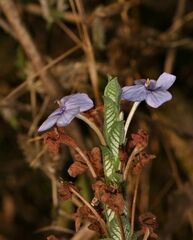 Eranthemum roseum
