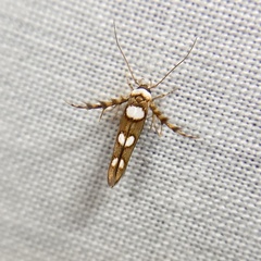 Stathmopoda triselena