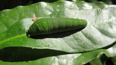 Papilionidae