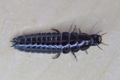 Carabus