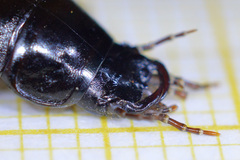 Carabus