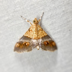 Tetracona amathealis