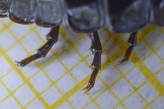 Carabus