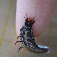 Carabus