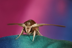 Theretra alecto cretica