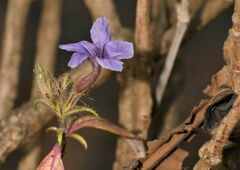 Ruellieae