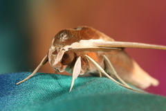 Theretra alecto cretica