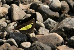 Polyura bharata