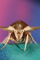 Theretra alecto cretica