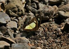 Polyura bharata