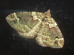 Catarhoe basochesiata