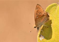 Caprona ransonnettii