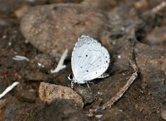 Neopithecops zalmora