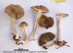 Agaricales