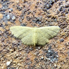 Idaea elaphrodes