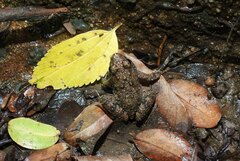 Phrynobatrachus natalensis