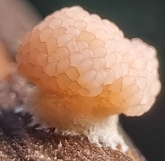 Tubifera microsperma