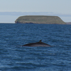Balaenoptera acutorostrata
