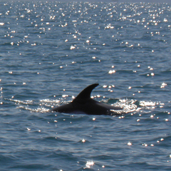 Lagenorhynchus albirostris