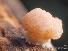 Tubifera microsperma