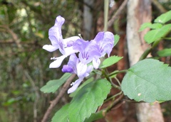 Plectranthus