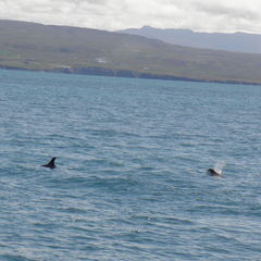 Lagenorhynchus albirostris