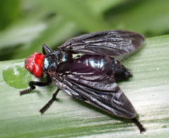 Bromophila caffra