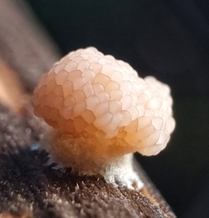 Tubifera microsperma