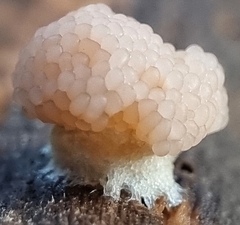 Tubifera microsperma
