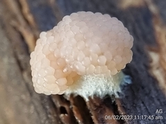 Tubifera microsperma