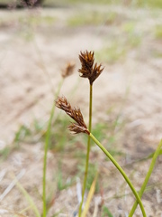 Carex leporina