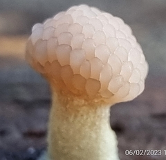 Tubifera microsperma