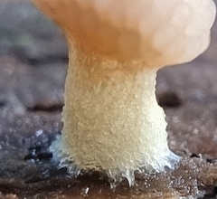 Tubifera microsperma